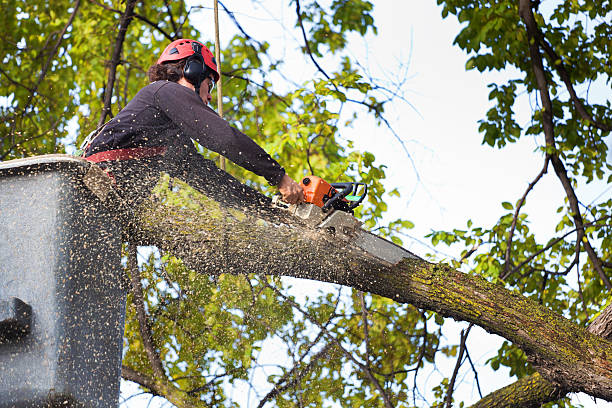 Best Stump Grinding Near Me  in Midwest City, OK